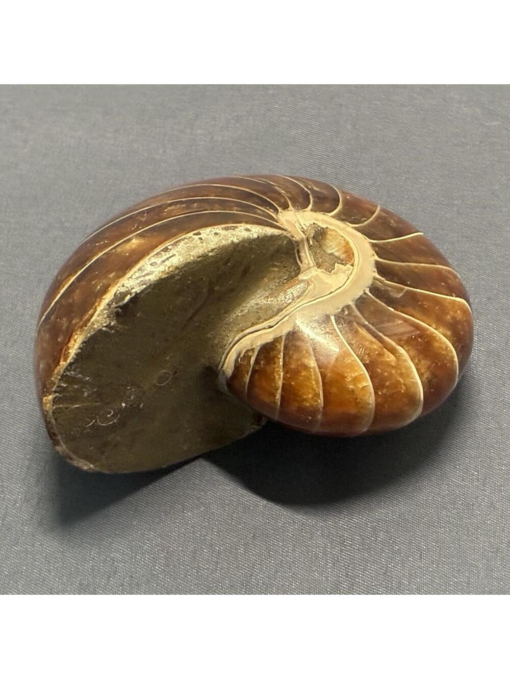 Polished Nautilus Fossil Shell 193 grams / 6.8 oz - origin unknown